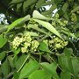 Phellodendron amurense blad